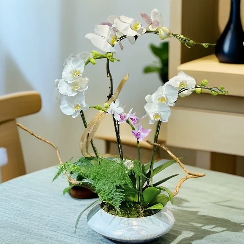 白色蝴蝶兰【阿玛】小白桌面花室内观赏鲜花轻奢礼品蝴蝶兰带花