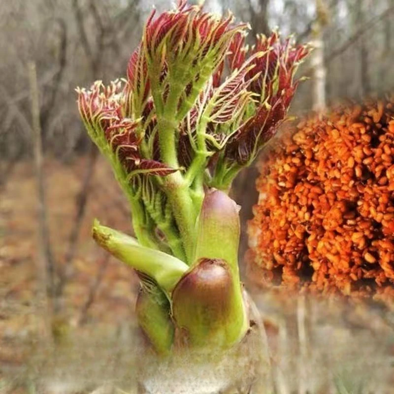 【刺老芽种子】四季种植盆栽地栽阳台小院种植