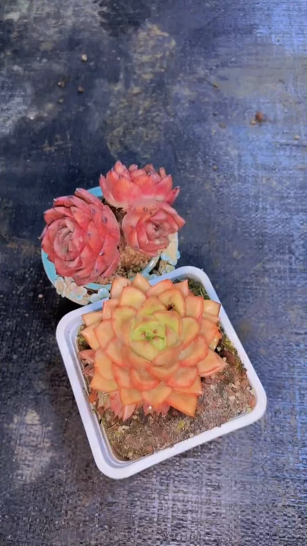 W*.格鲁特A301东云杂