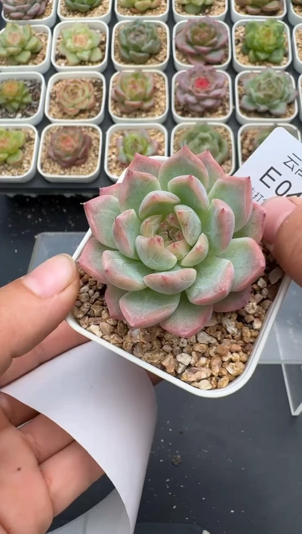 445E云禹多肉植物 带盆土纸巾打包 3颗包邮