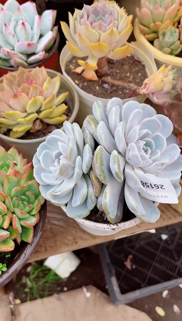 守*26156多肉植物一物一拍