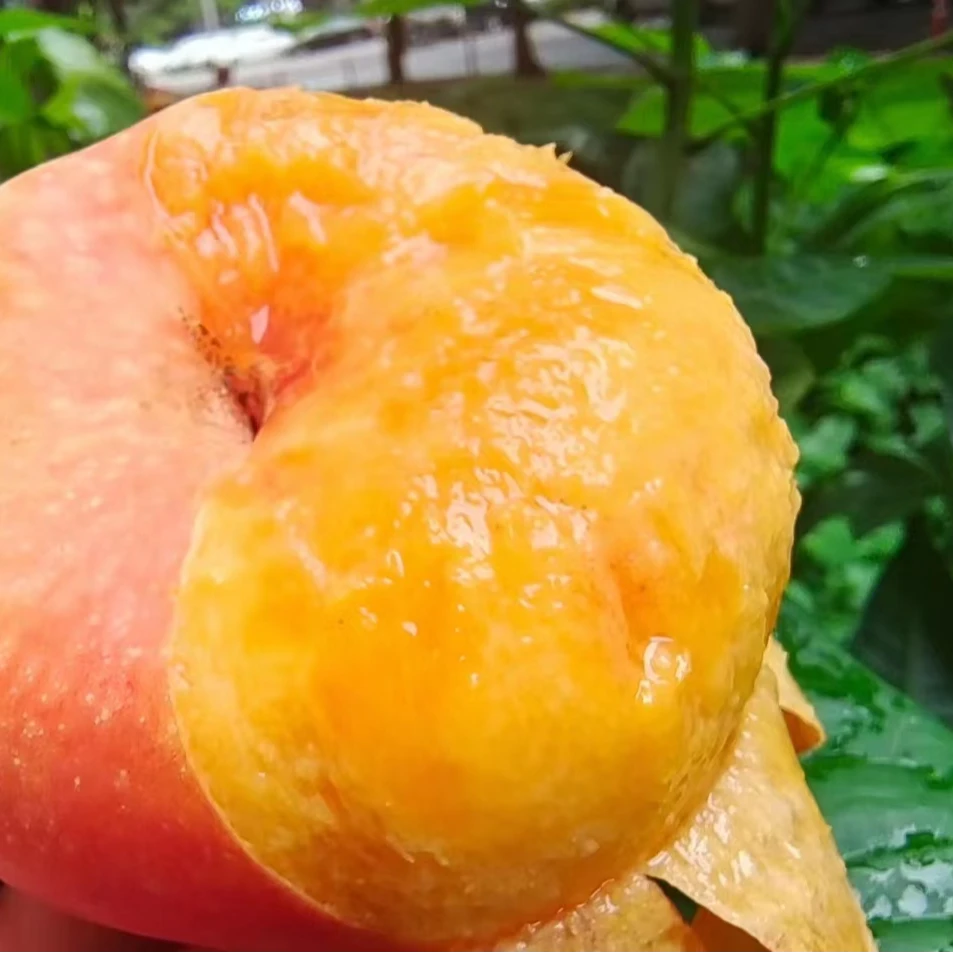 陕西彩虹油蟠桃4斤中果/大果应季水果现摘现发脆软两吃香甜多汁