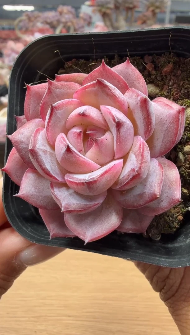 东云多肉园二店-09