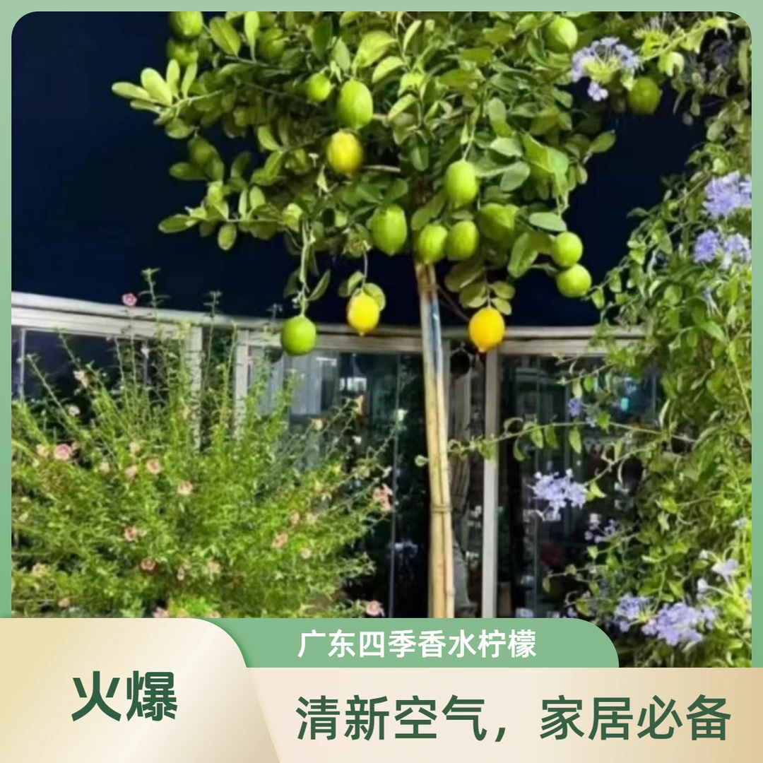 香水柠檬树苗盆栽地栽四季开花结果庭院阳台绿植
