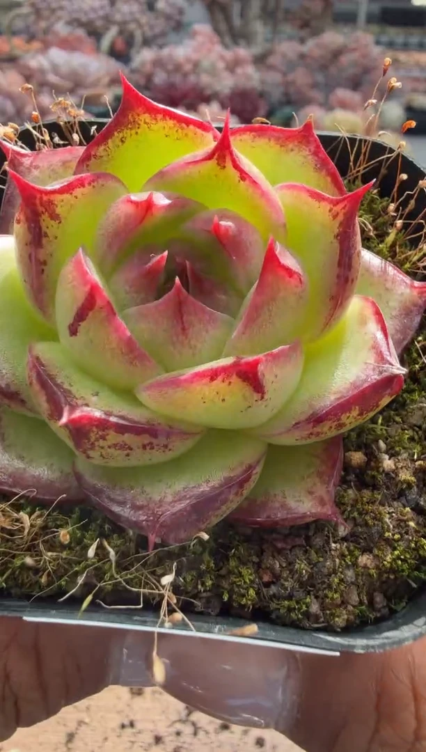 东云多肉园二店-227