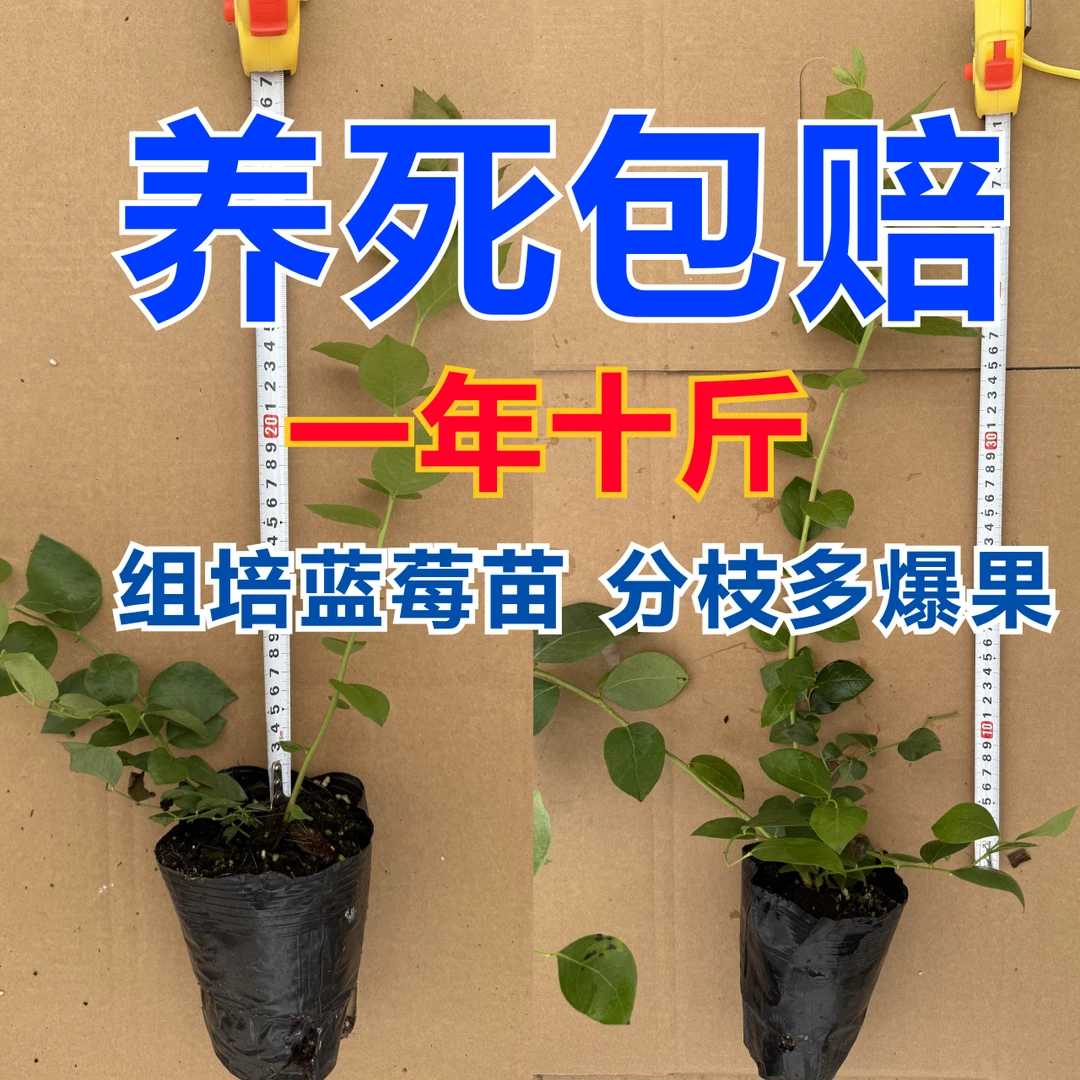 C当年开花当年结果4颗4盆L25蓝莓苗 大果脆甜