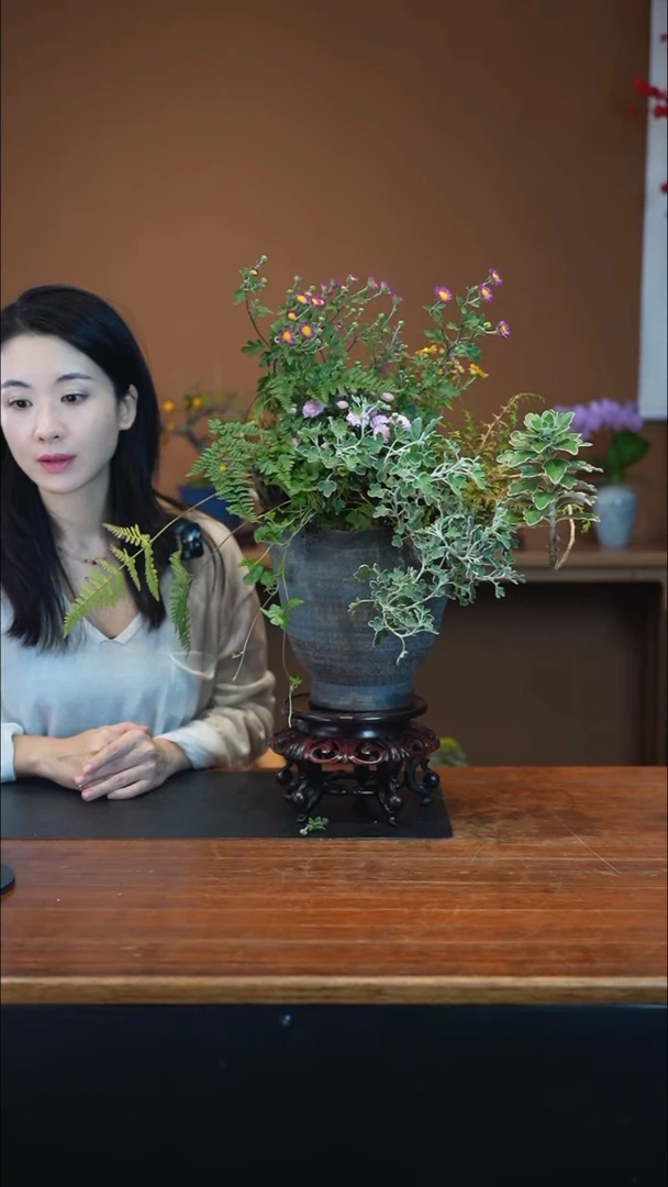 全部花朵山野草盆景盆景盆景