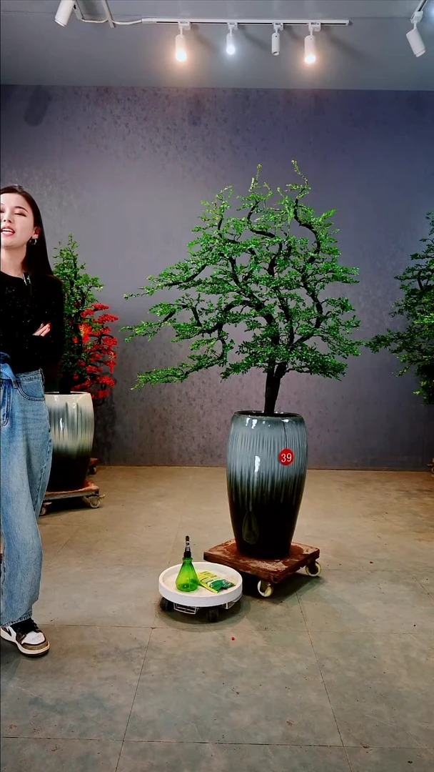 完全开放依*小叶紫檀