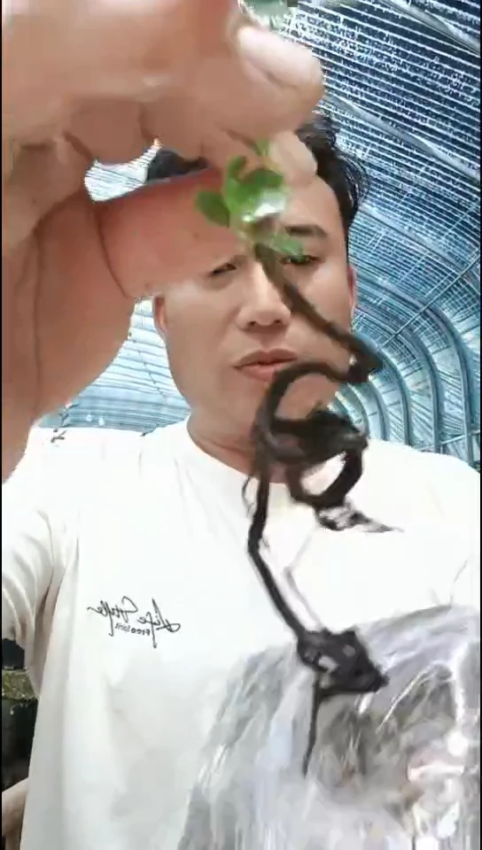 无花朵X*老鸦柿