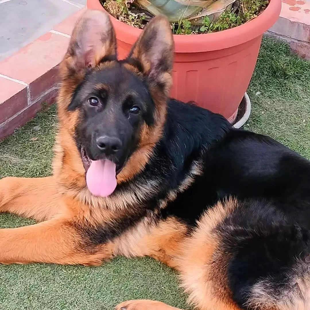 德鑫龙犬业活体链接