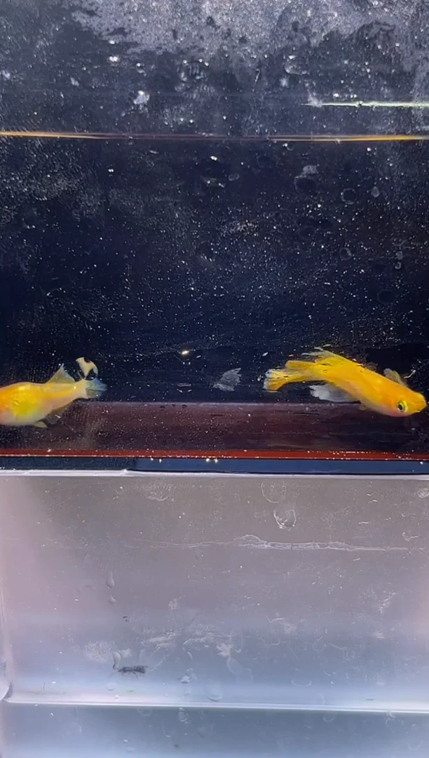 青鳉鱼观背青鳉一物一拍24