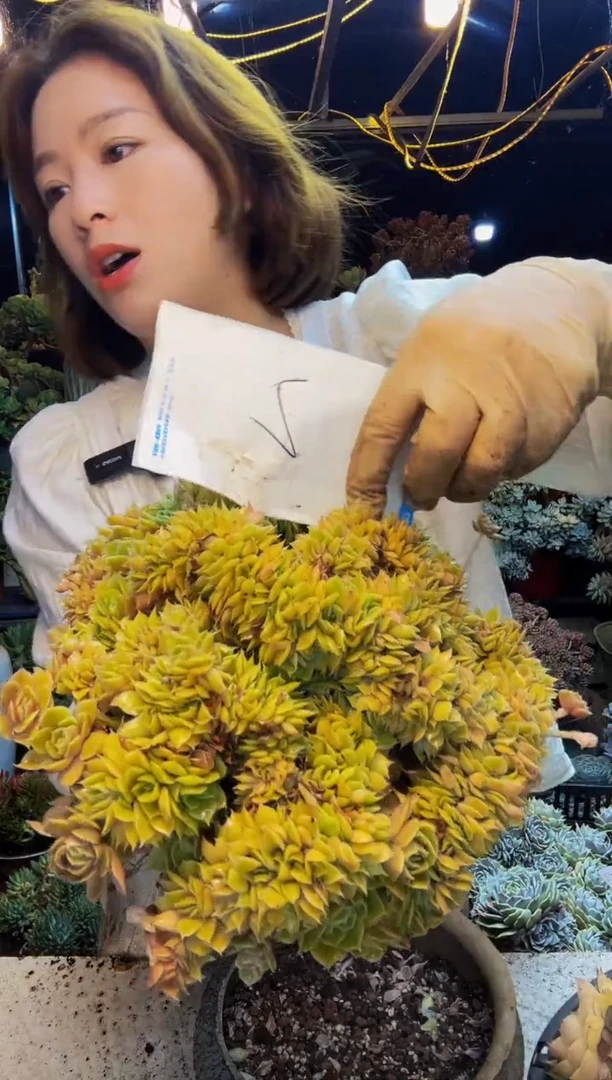 山**鹿2号一物一拍脱土包邮