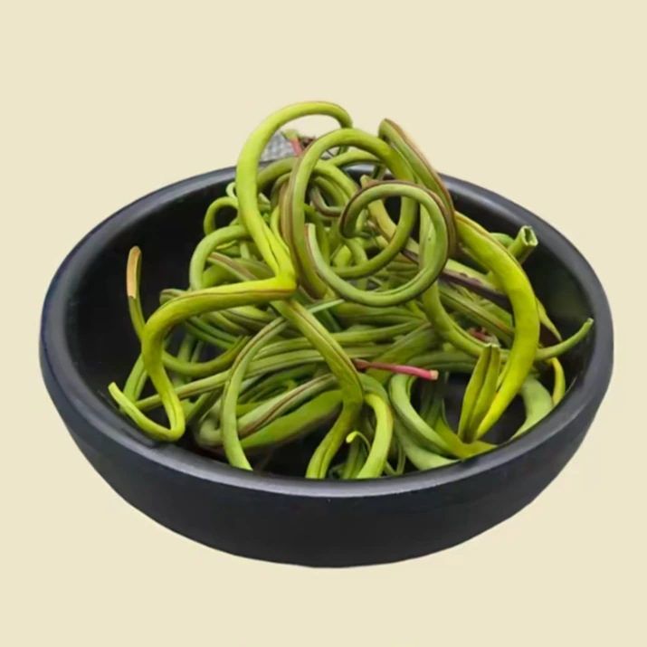长白山 野生小草 嗷嗷叫