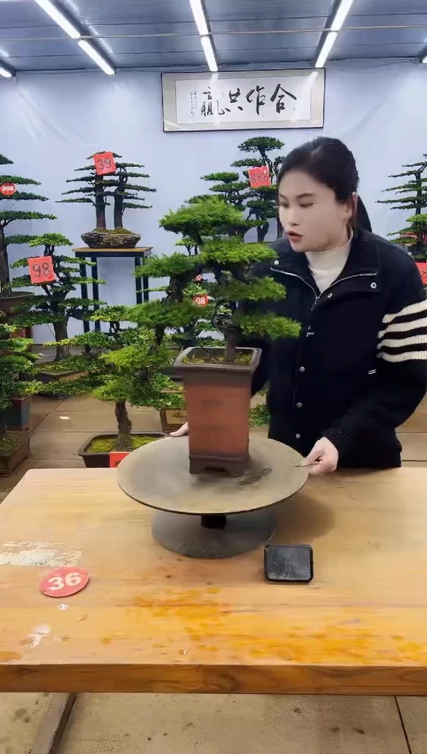 【闪购商品】高端盆景一物一拍，所见即所得