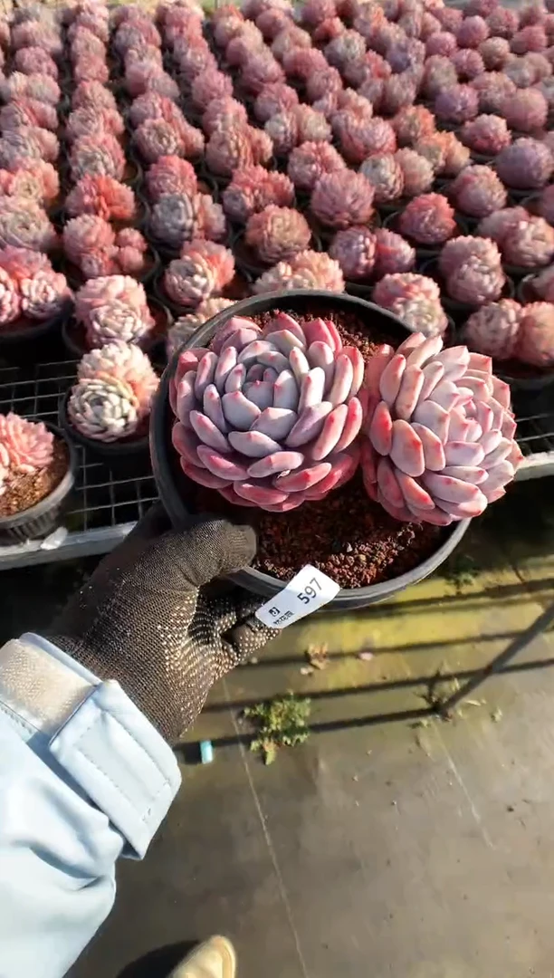 【闪购商品】597蒙克一物一拍