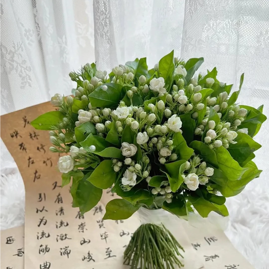 【茉莉】浪漫纯洁 可搭配 星灿百合云南鲜花基地直发系列家用水养花