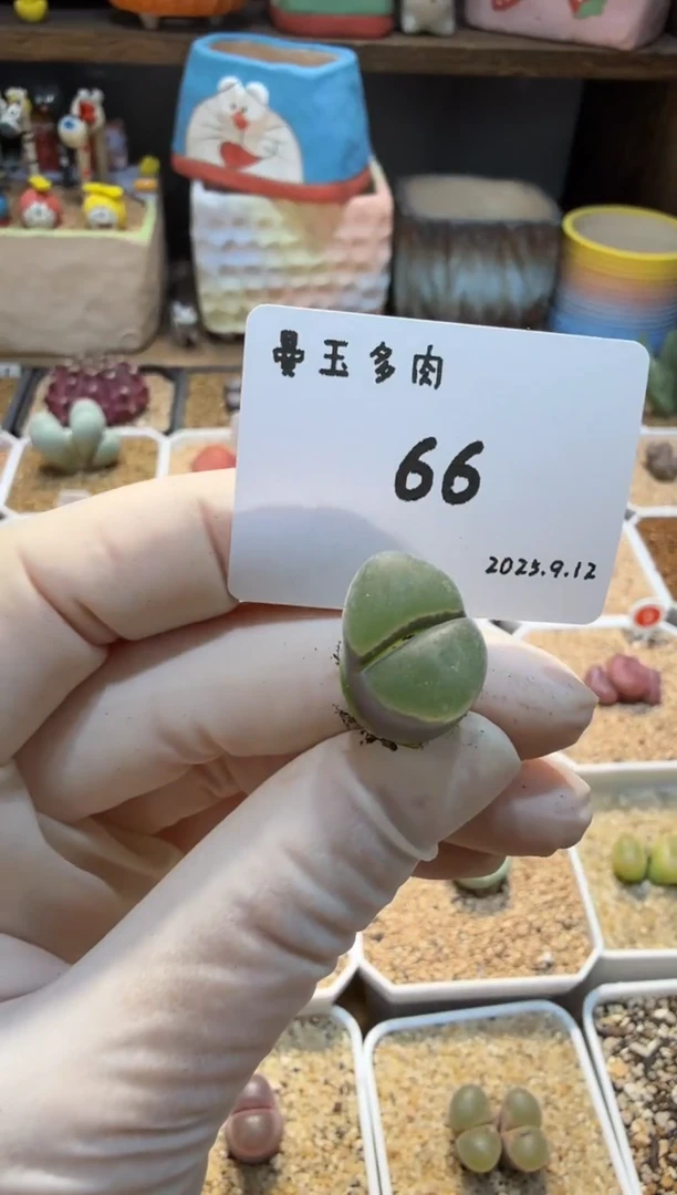 慢*拍25.9.12-66多肉