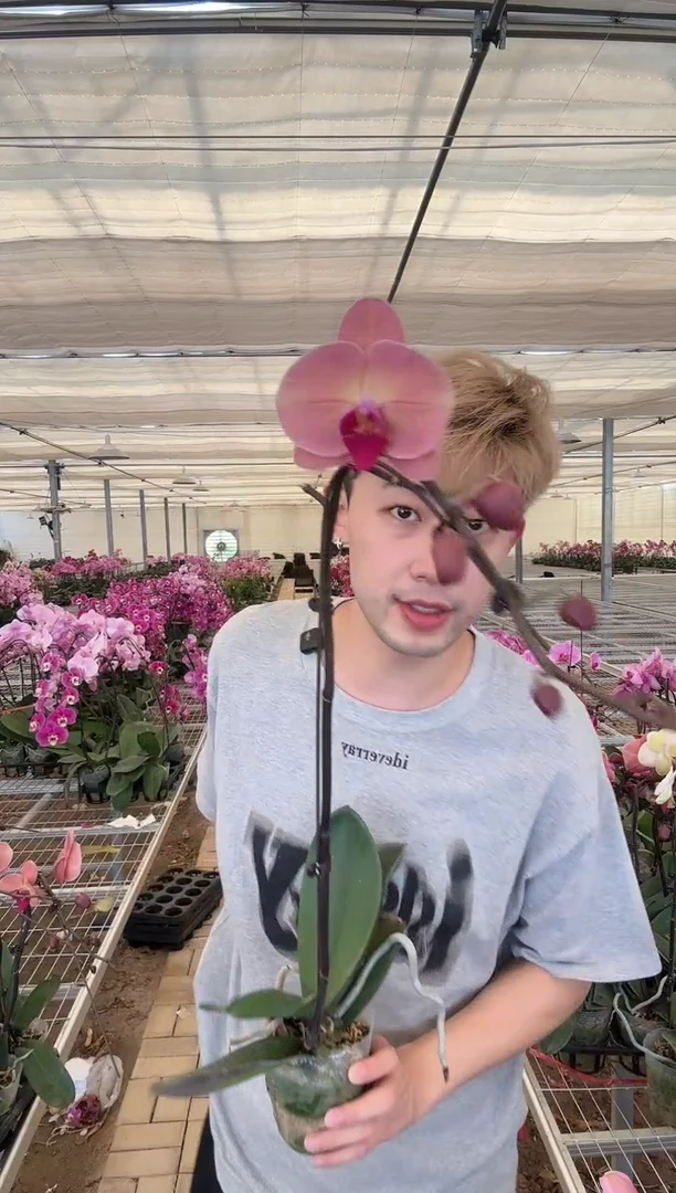 完全开放【欣欣向荣】蝴蝶兰