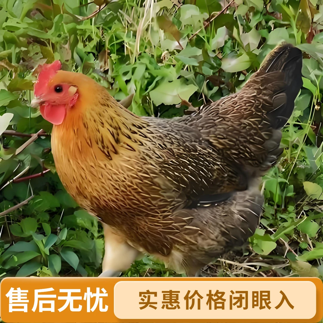 《2大只》散养雪山草土鸡到手成年鸡3斤左右红瑶鸡宠物鸡顺丰包邮