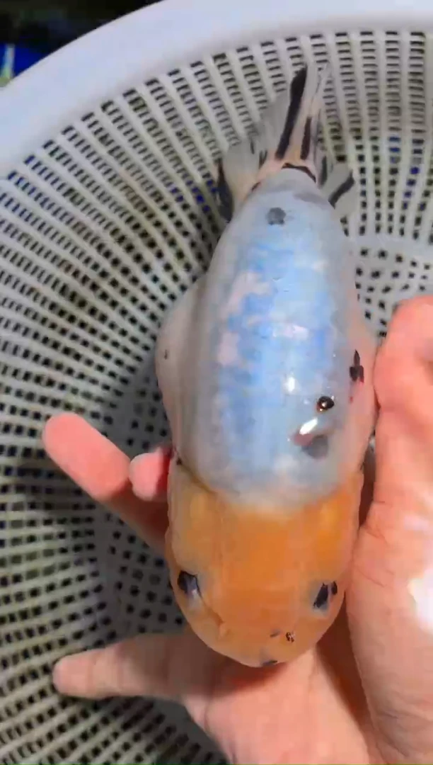 金鱼（运费自理，马印灯照射）福州追鱼兰寿金鱼