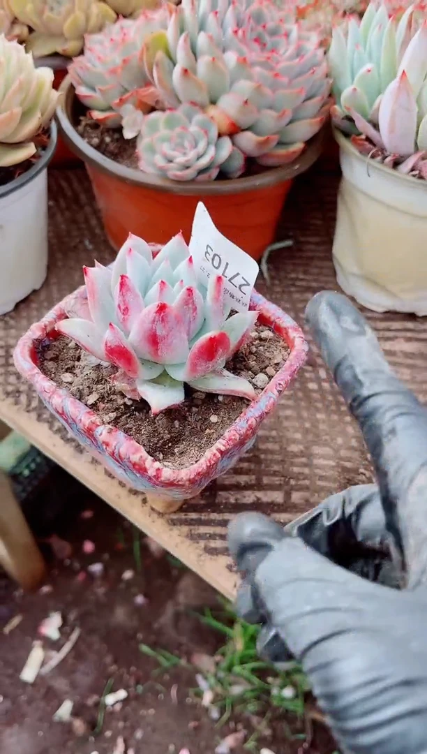 J****)跃跃精品多肉27103