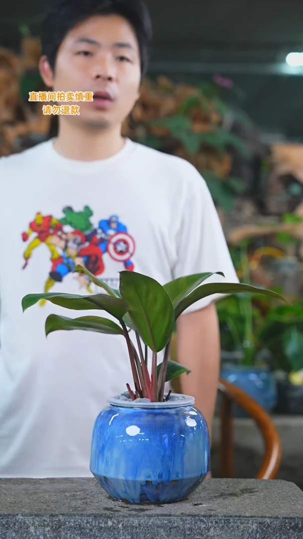 当前无花栽培后可以开花红钻147T