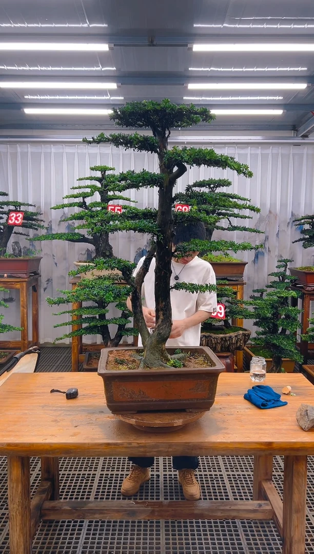 无花朵精品盆景直播间一物一拍
