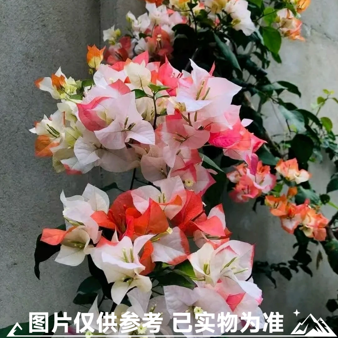 【橙口红】三角梅大苗带花苞易开花适合阳台庭院种植