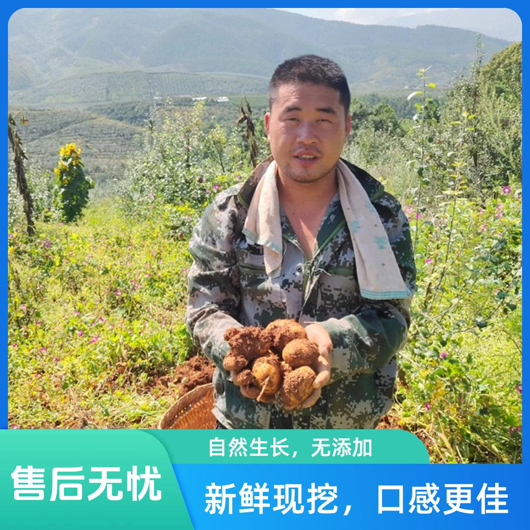 大凉山黄皮黄心白心土豆新鲜粉面农家种植土豆
