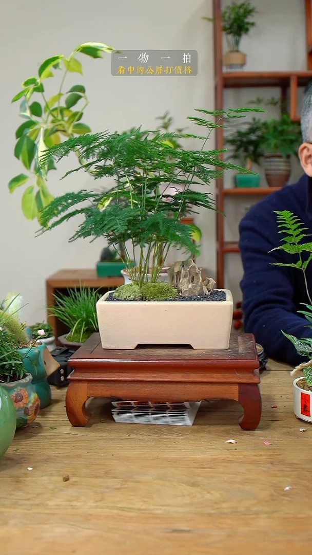 完全开放M*文竹116