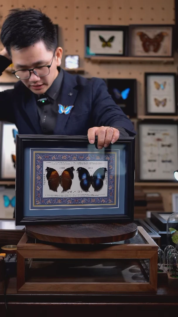 仙人掌蛱蝶+爱情鸟蛱蝶蓝布底新版