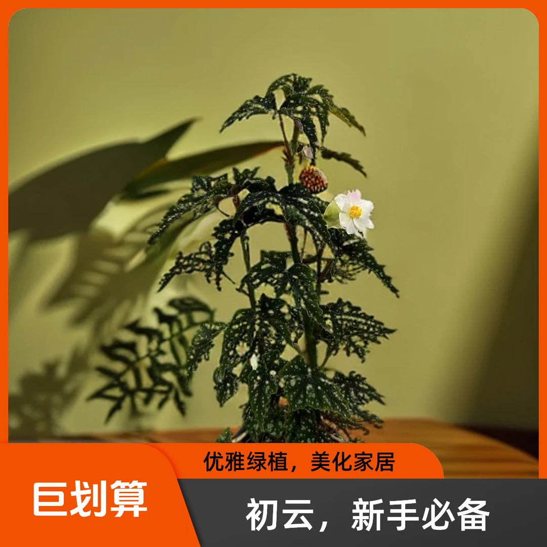 初云 秋海棠热植 不包叶损《两单包邮》