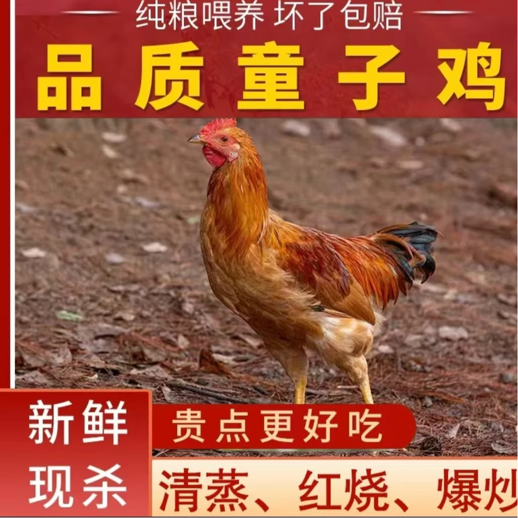 【欢欢家】林间放养黄脚童子鸡 5只净重10-11斤 肉质鲜嫩 净膛发货