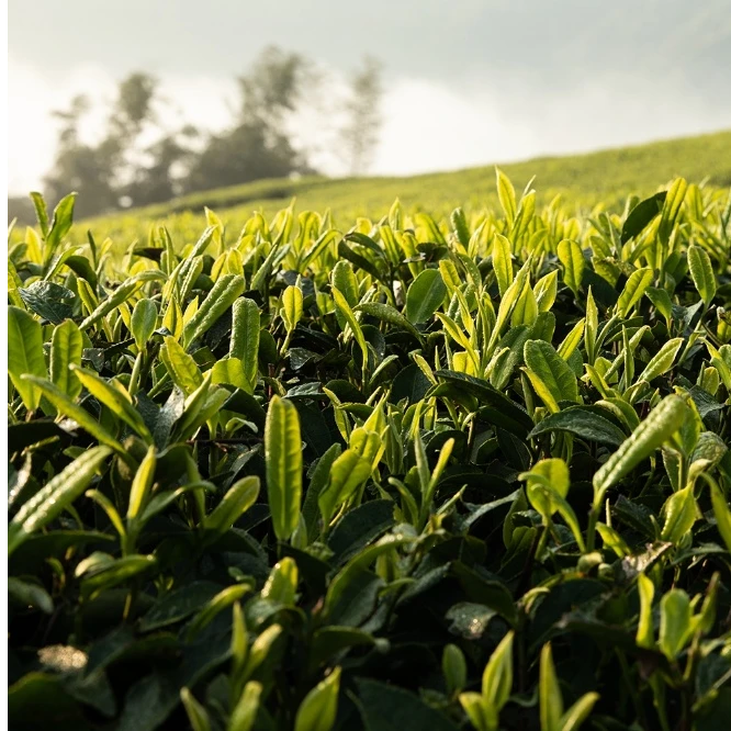 2018年贡眉小菜福鼎白茶 代拍