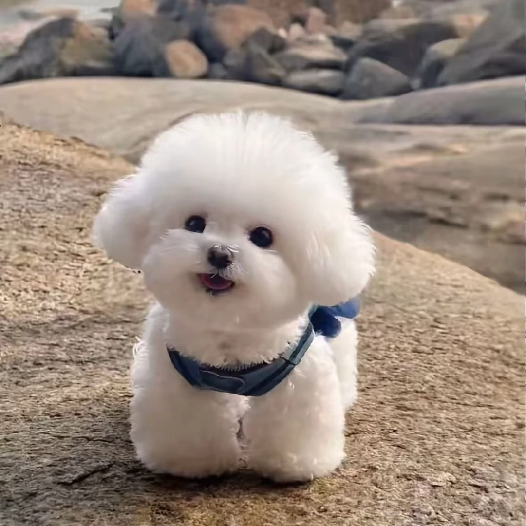 【远方】可爱史宾格比熊边牧宠物狗犬舍