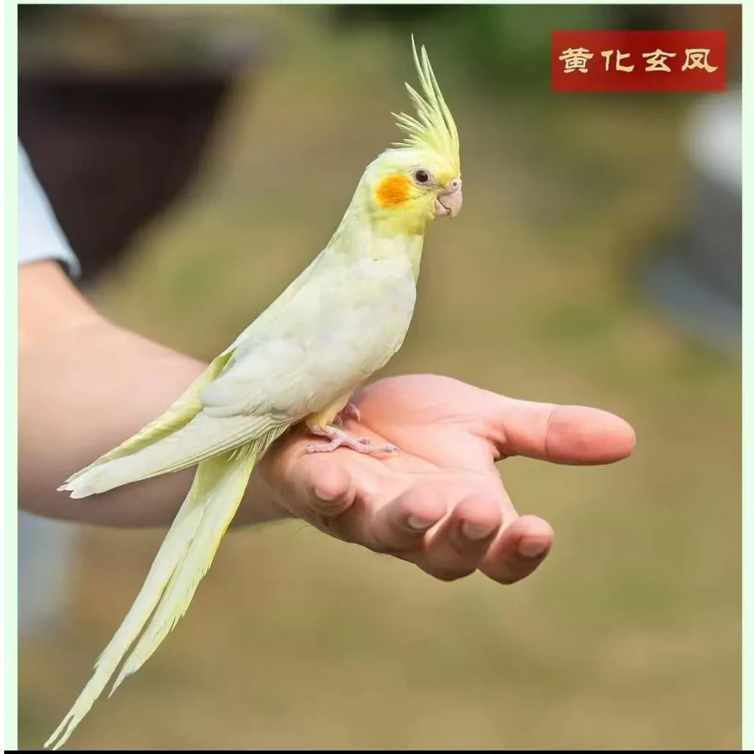 纯手养玄凤鹦鹉纯白白子百趴高趴黄化喷点金冠百趴白脸原始灰珍珠