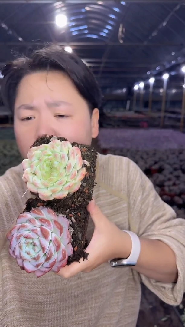 冰魄挑不同个体2颗  5
