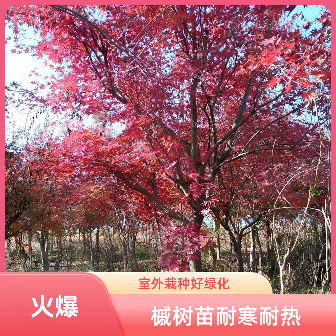 耐寒耐热鸡爪槭树苗小叶鸡爪槭枫树庭院别墅室外盆栽地栽绿化植物