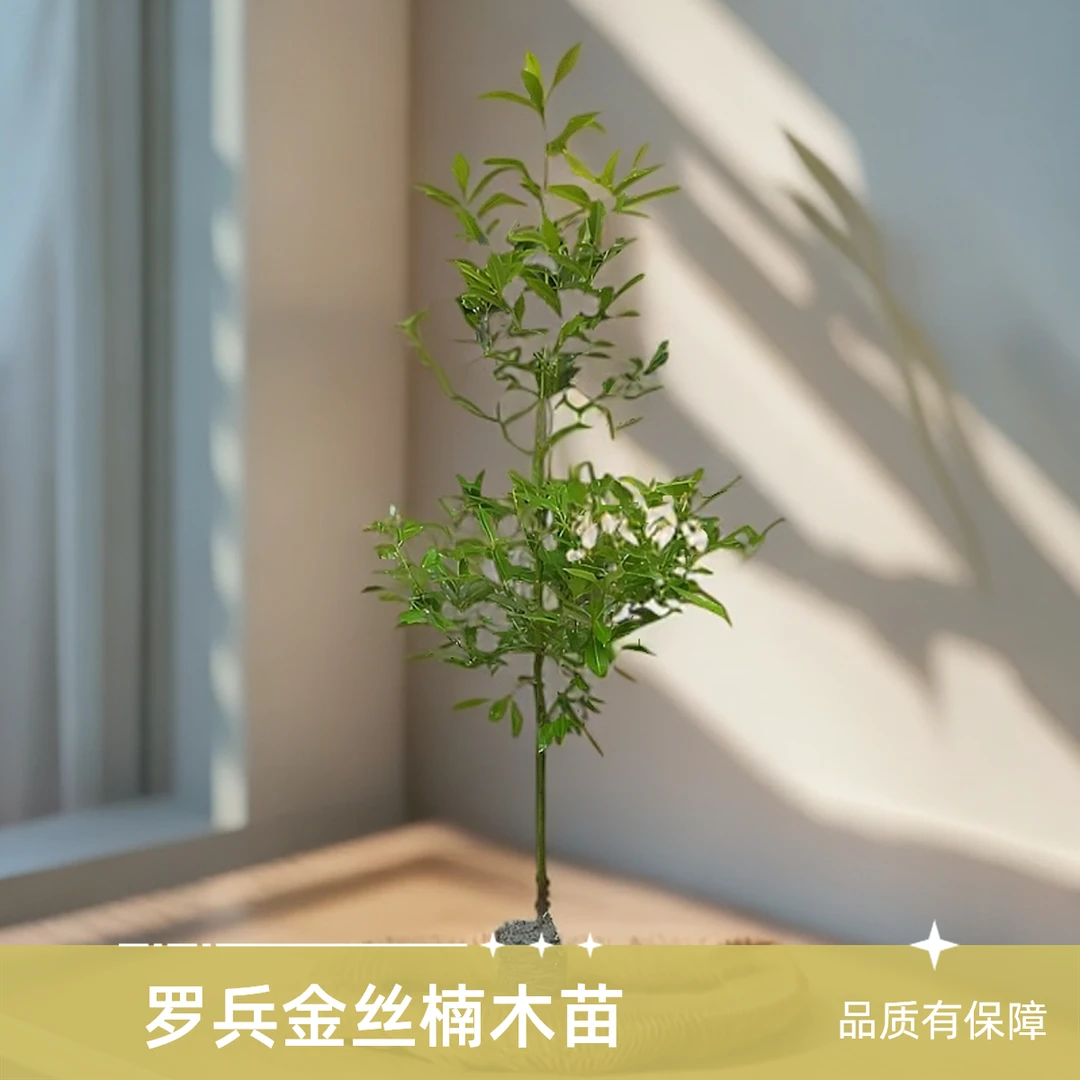 罗兵田园优选金丝楠木苗