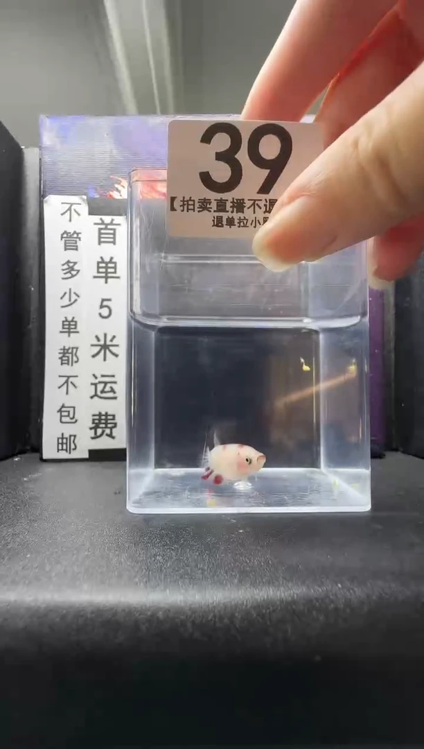 斗鱼母鱼编号：39