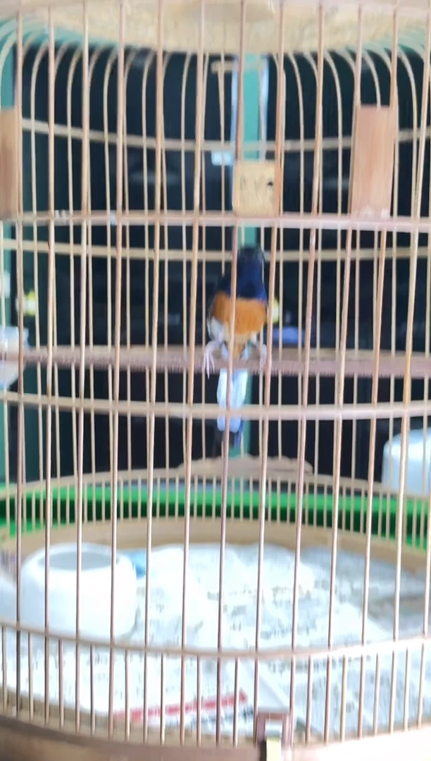 虎皮鹦鹉9号小长尾养笼0元起拍