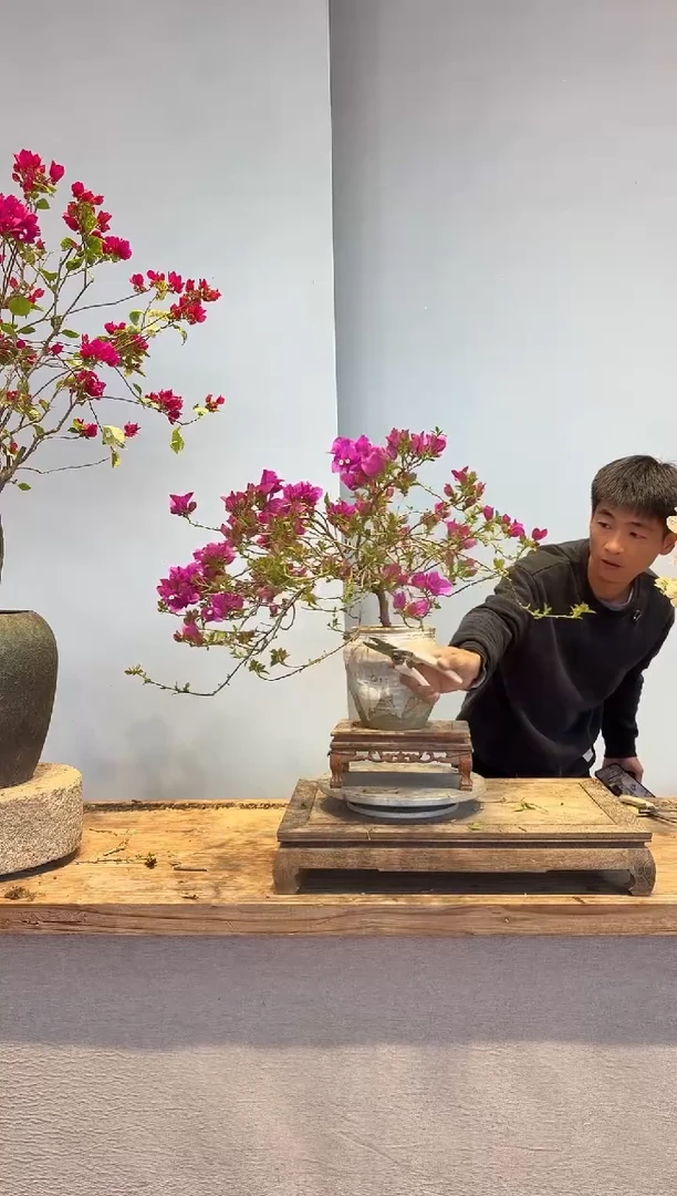 以实际为准三角梅42