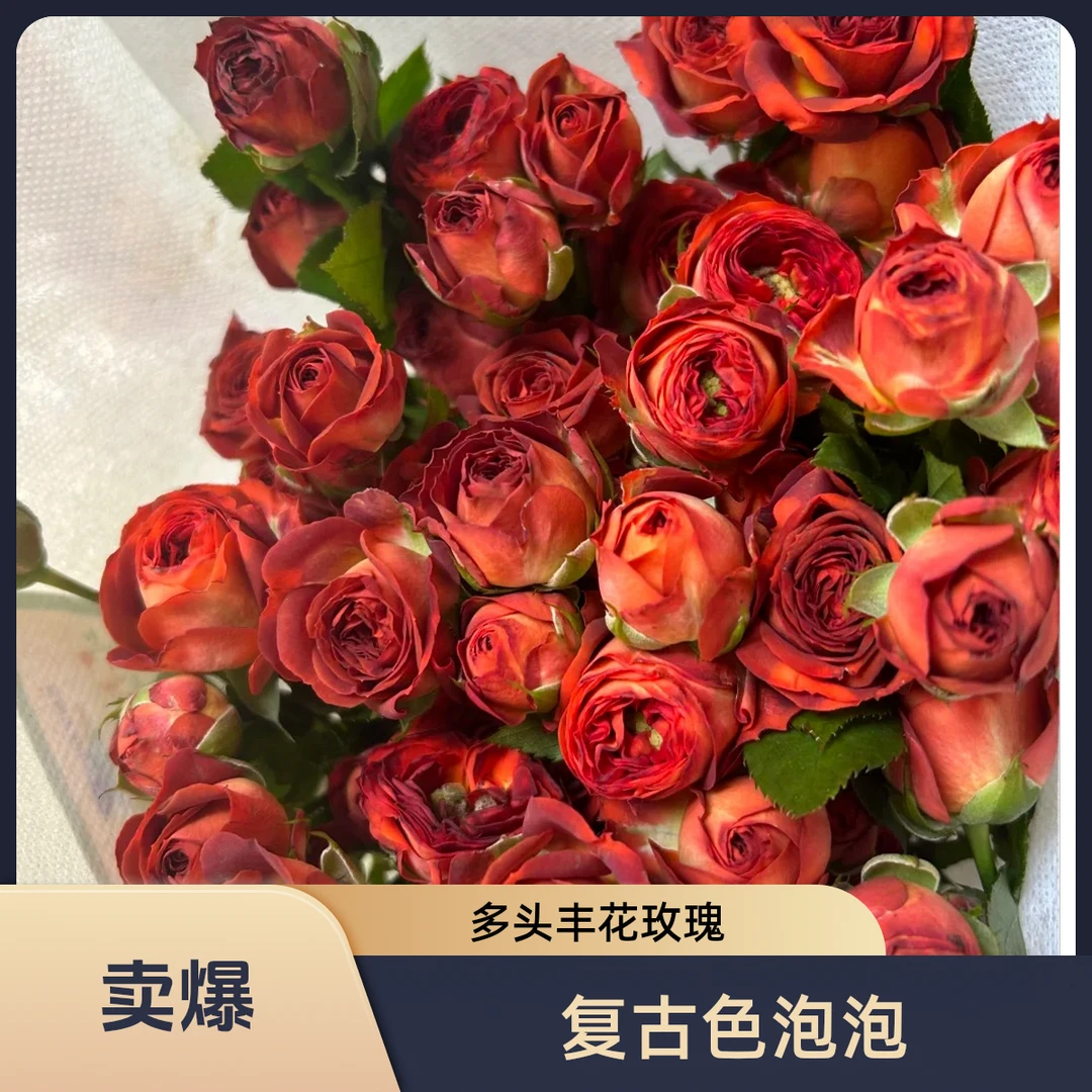 黑哥的花园巧克力泡泡微型月季巧克力色高杯重瓣阳台盆栽耐热抗病