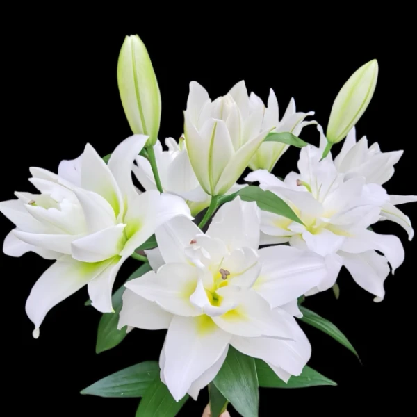 四季可种【暴风雪】重瓣香水百合种球，室内外都可种植好种好养