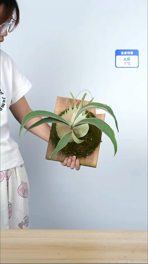 不开花植物A172   3LDAR