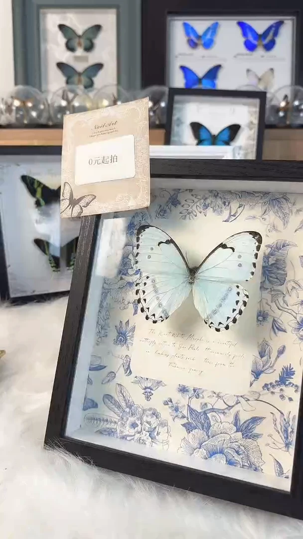 双十一收藏天然蝴蝶标本