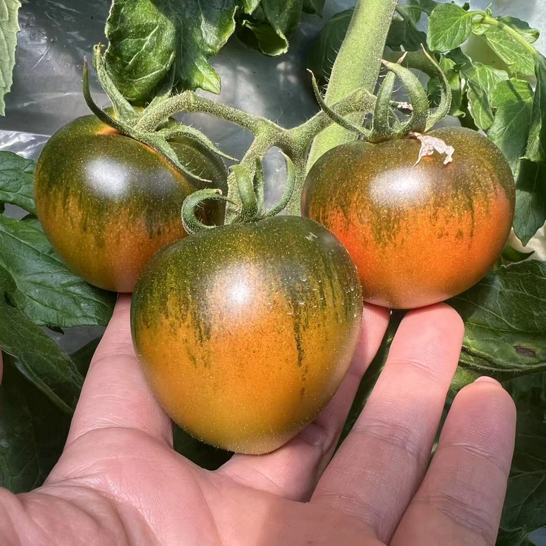 大连铁皮柿子草莓柿子自然熟多籽脆爽多汁酸甜可口顺丰包邮