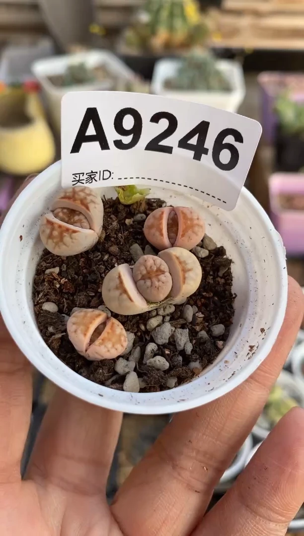 【闪购商品】9246直播一物一拍