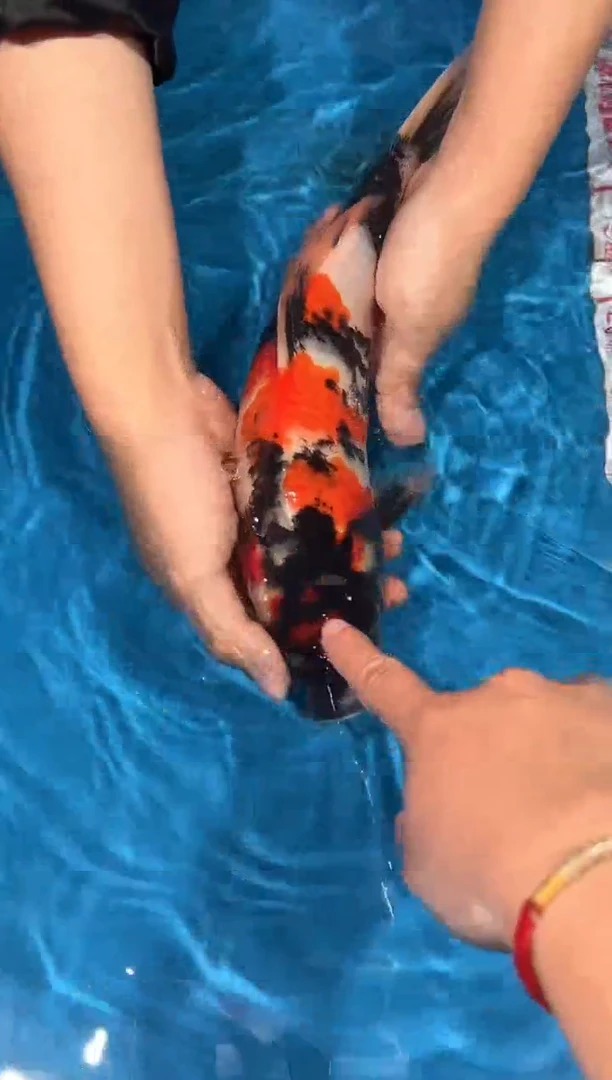 锦鲤进口伊佐28cm