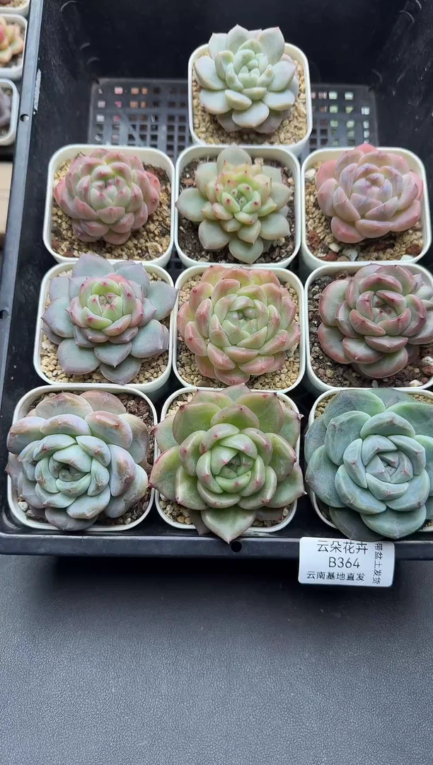 巧*巧手多肉多肉多肉多肉363